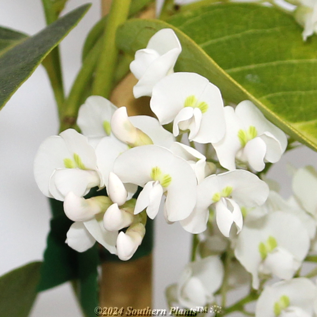 White Native Wisteria