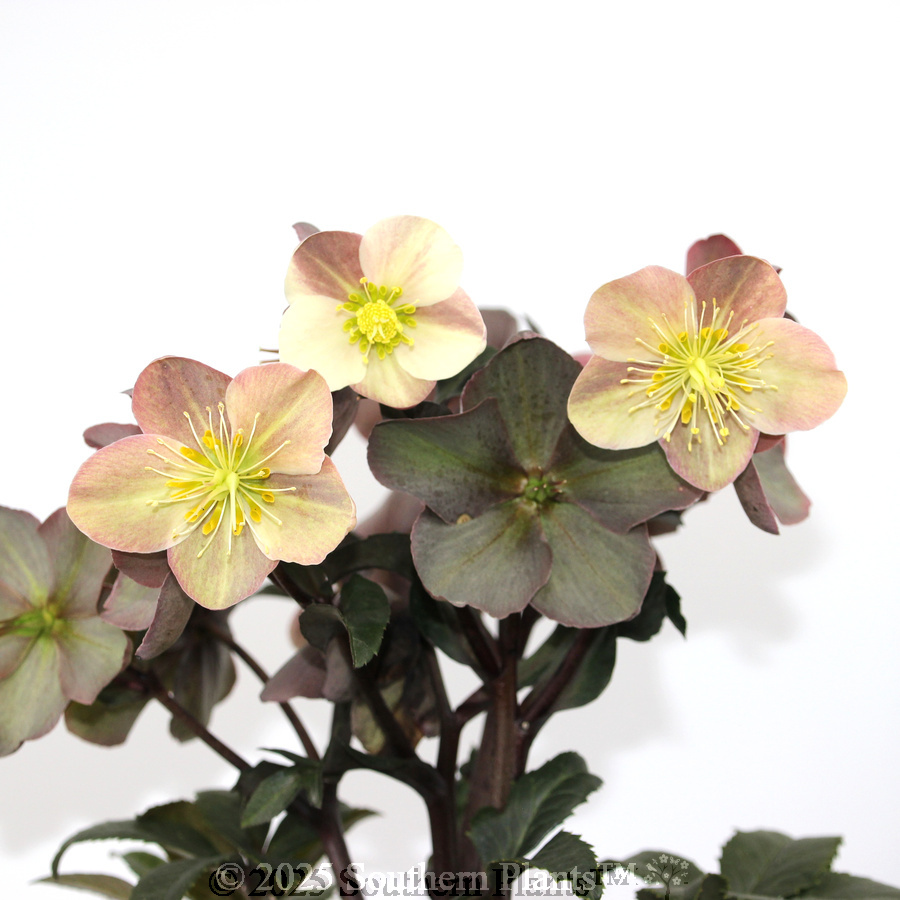 Camelot Winter Rose