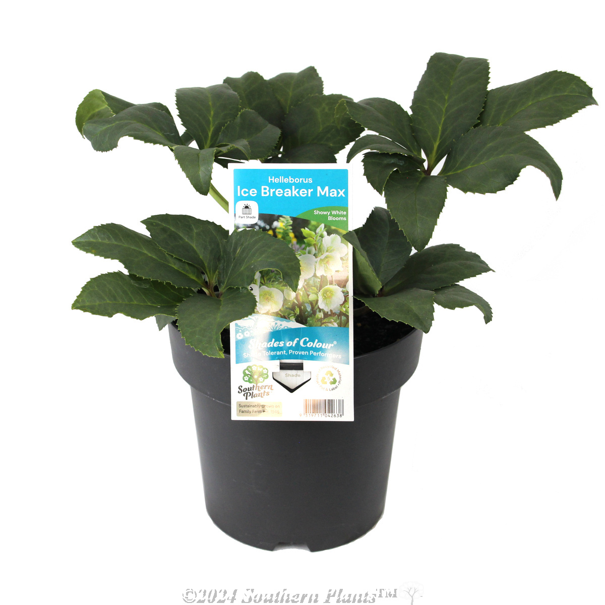 Helleborus Ice Breaker Max