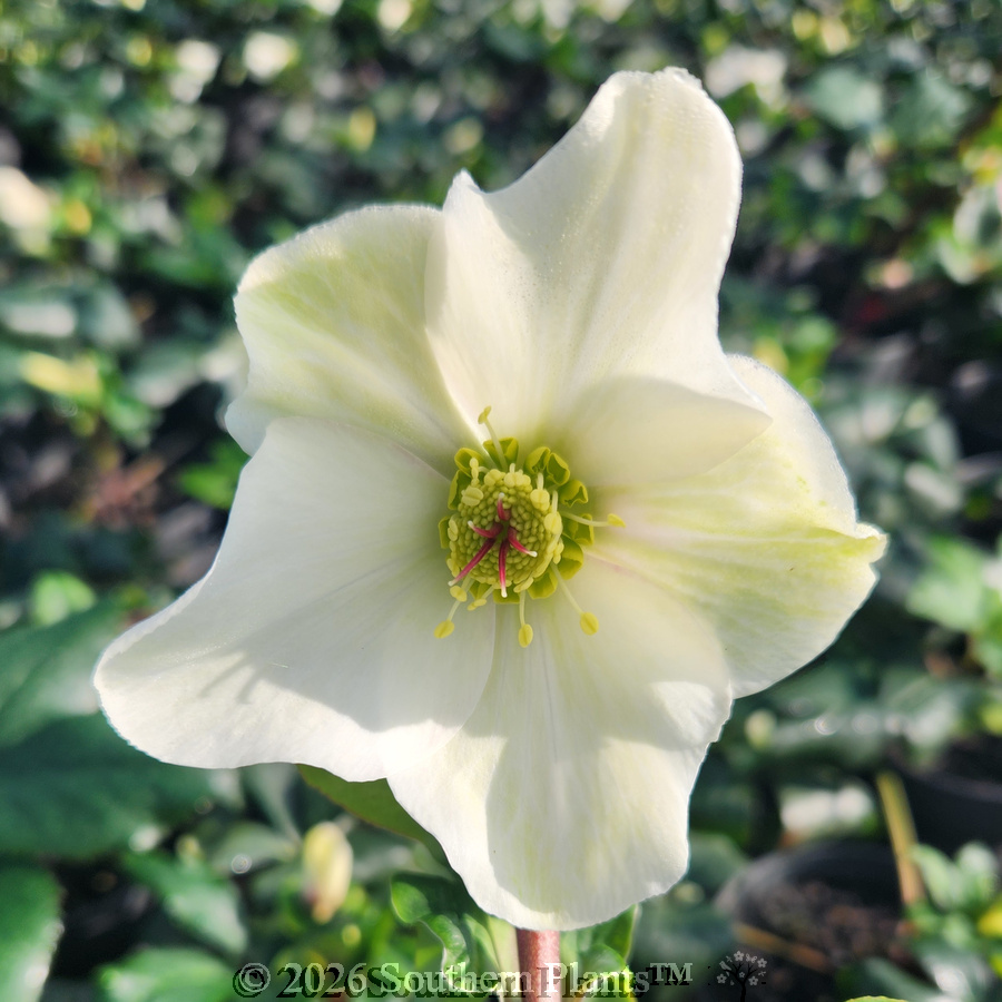 Ice 'N' Roses White Winter Rose