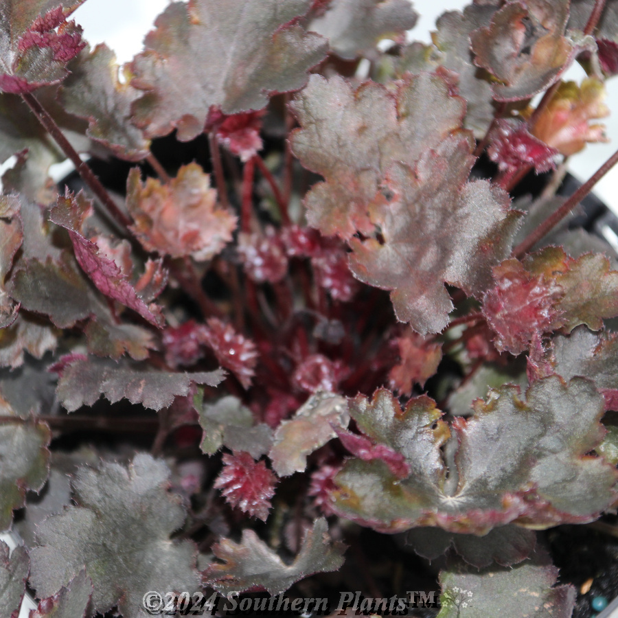 Coral Bells