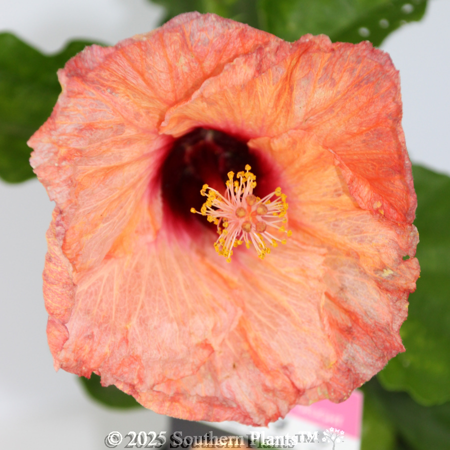 Hibiscus rosa-sinensis RIO Assorted