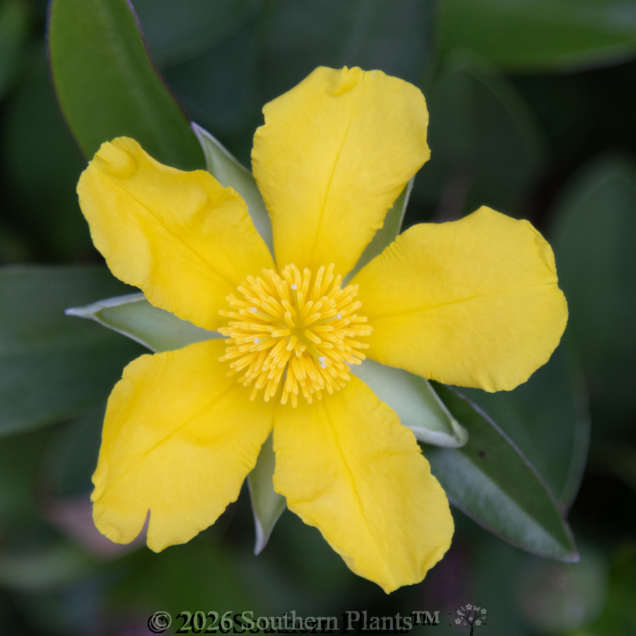 Snake Vine