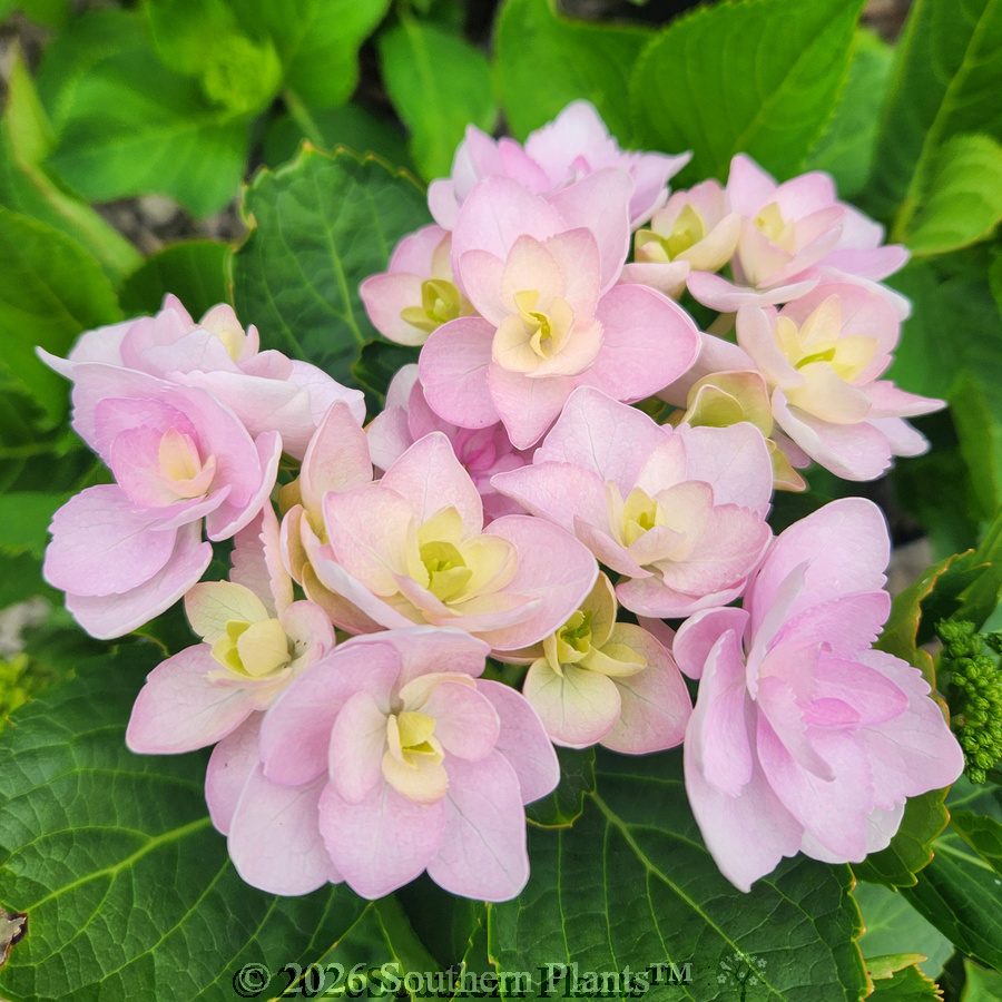 Hydrangea Forever