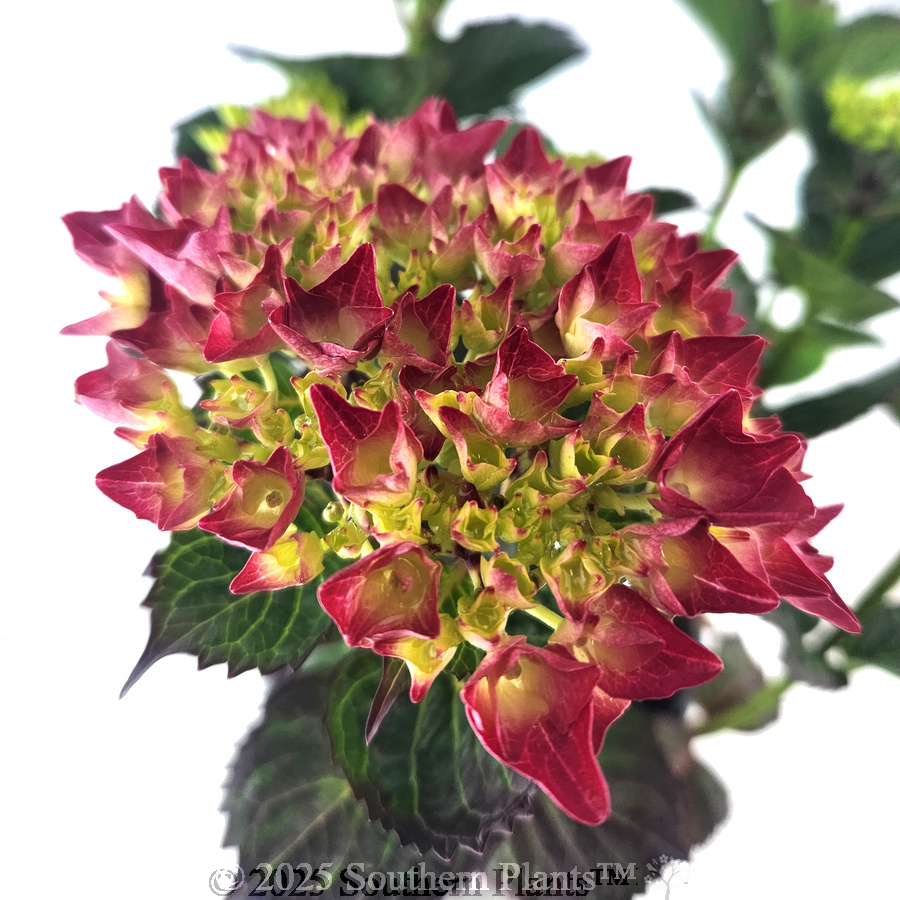 Magical Rubyred
