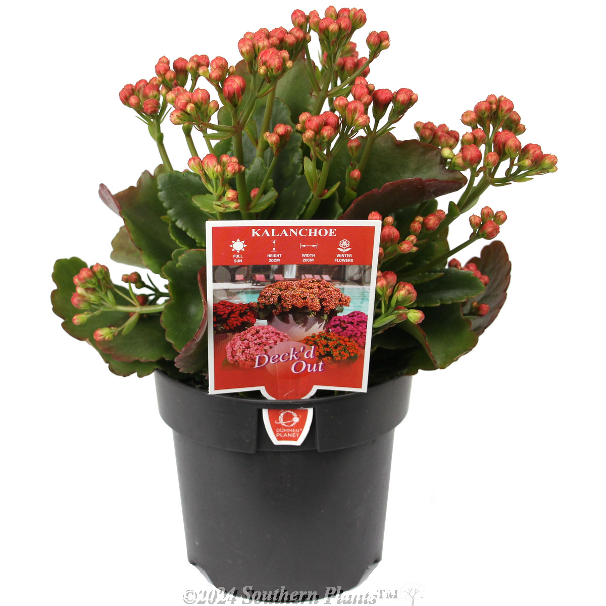 Kalanchoe