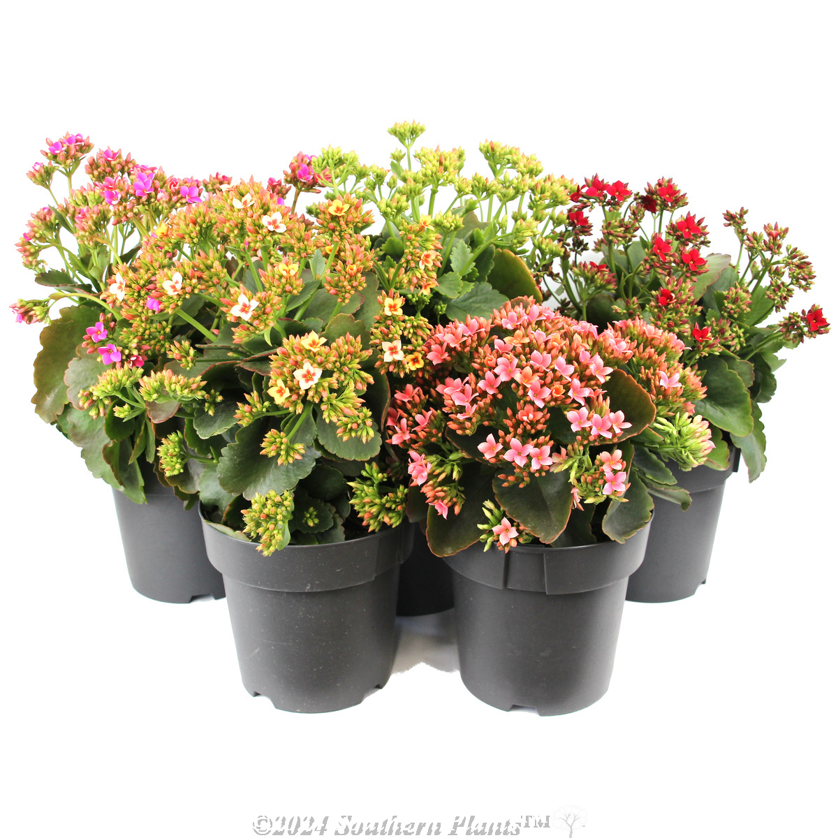 Kalanchoe