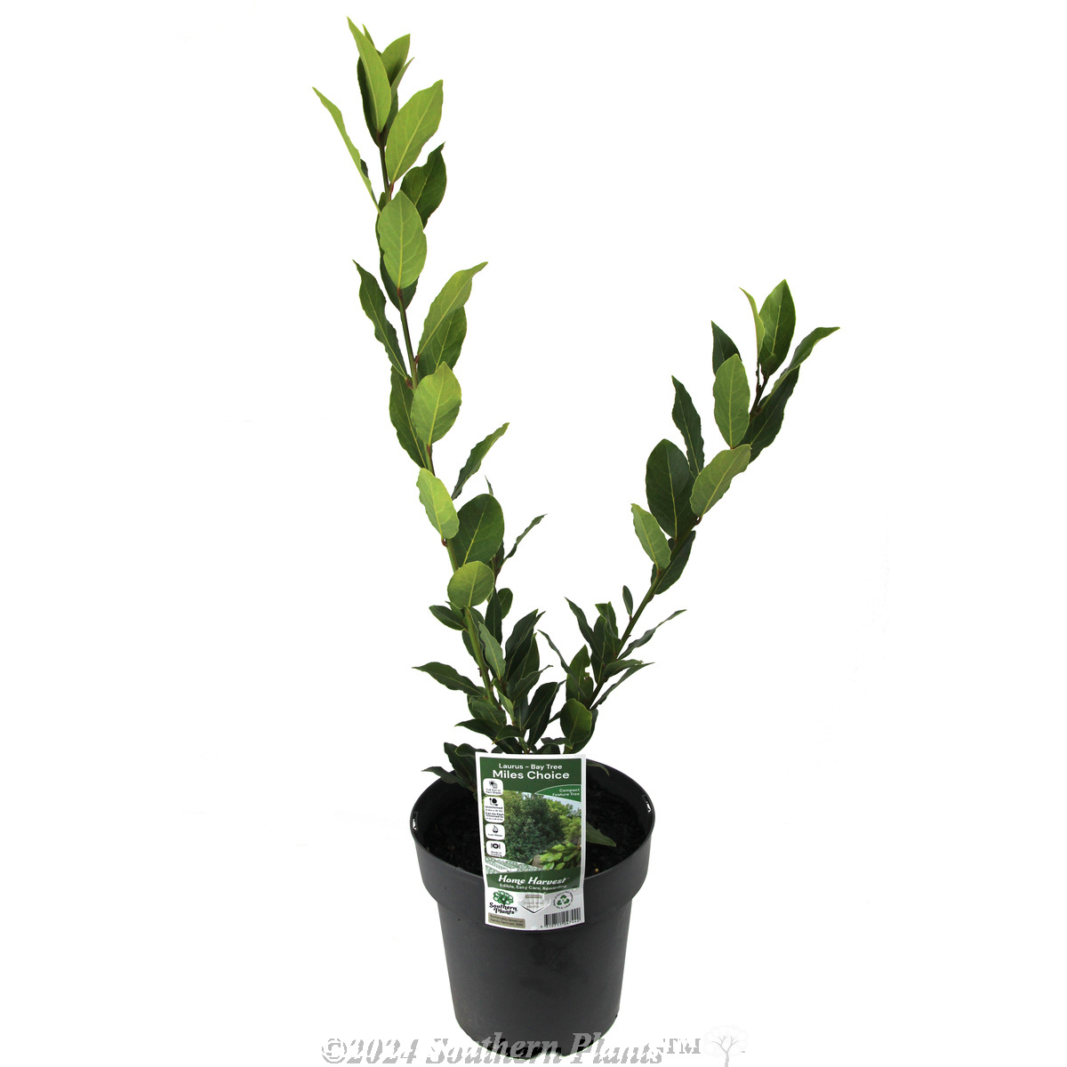 Compact Bay Laurel