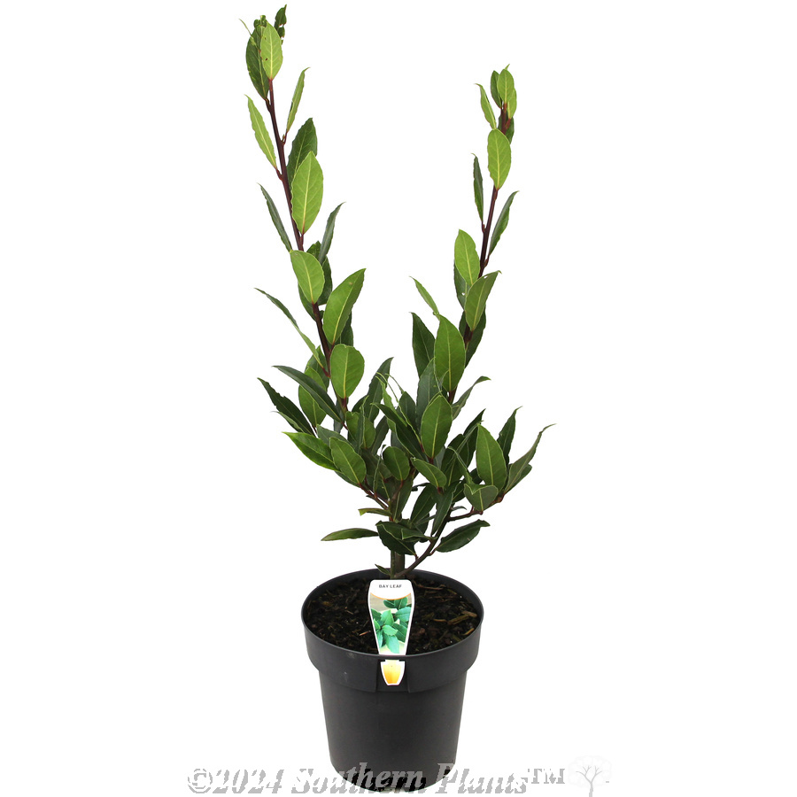 Bay Tree
