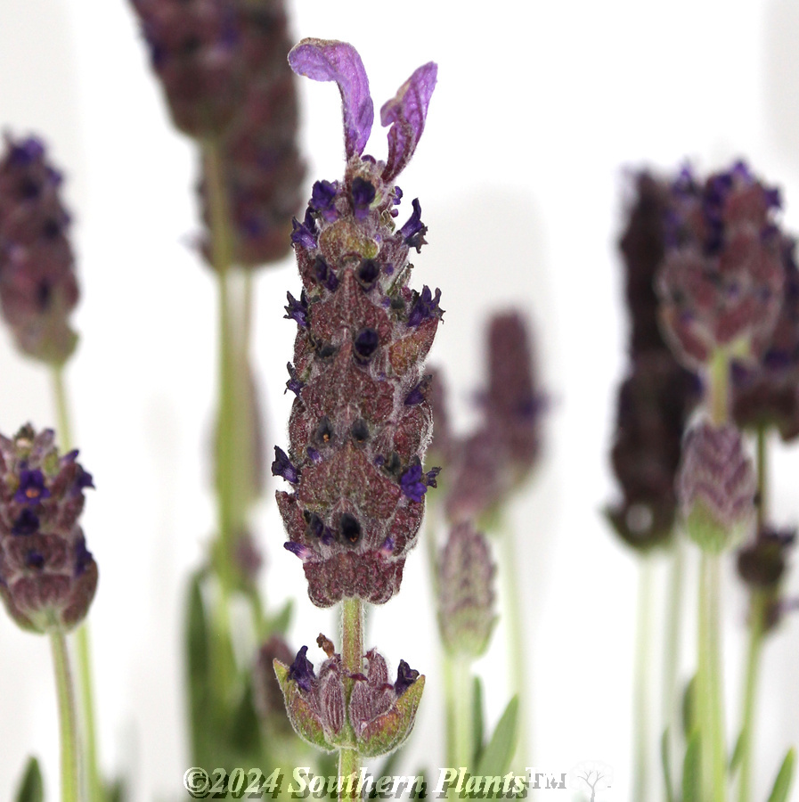Lavender La Diva Berry Beautiful