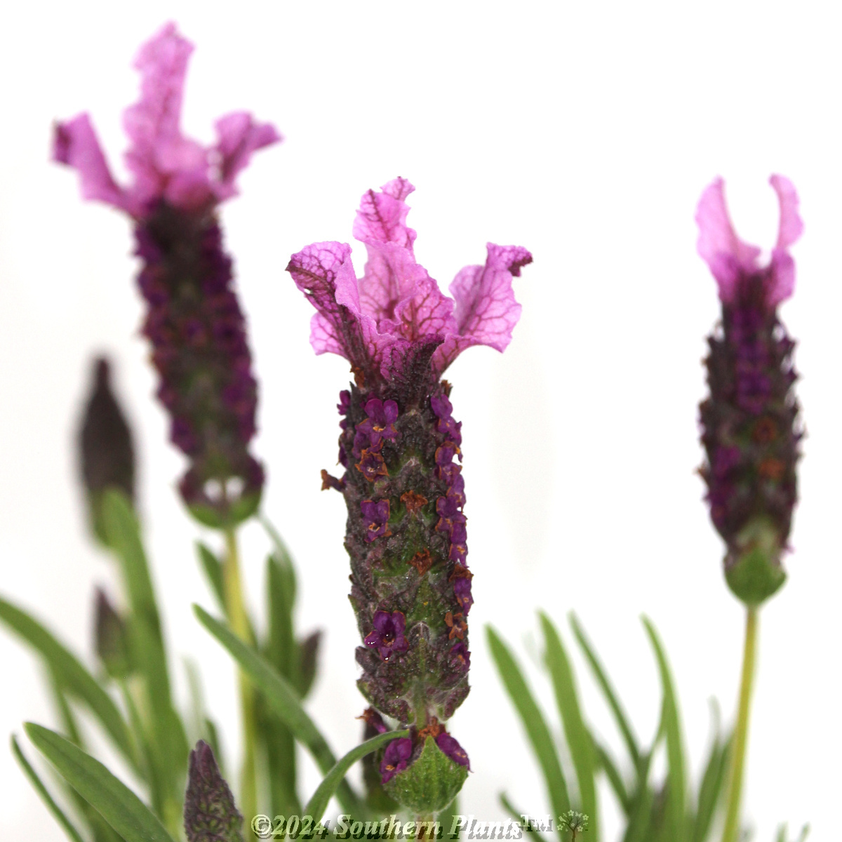 Lavender Sensation™ Rose