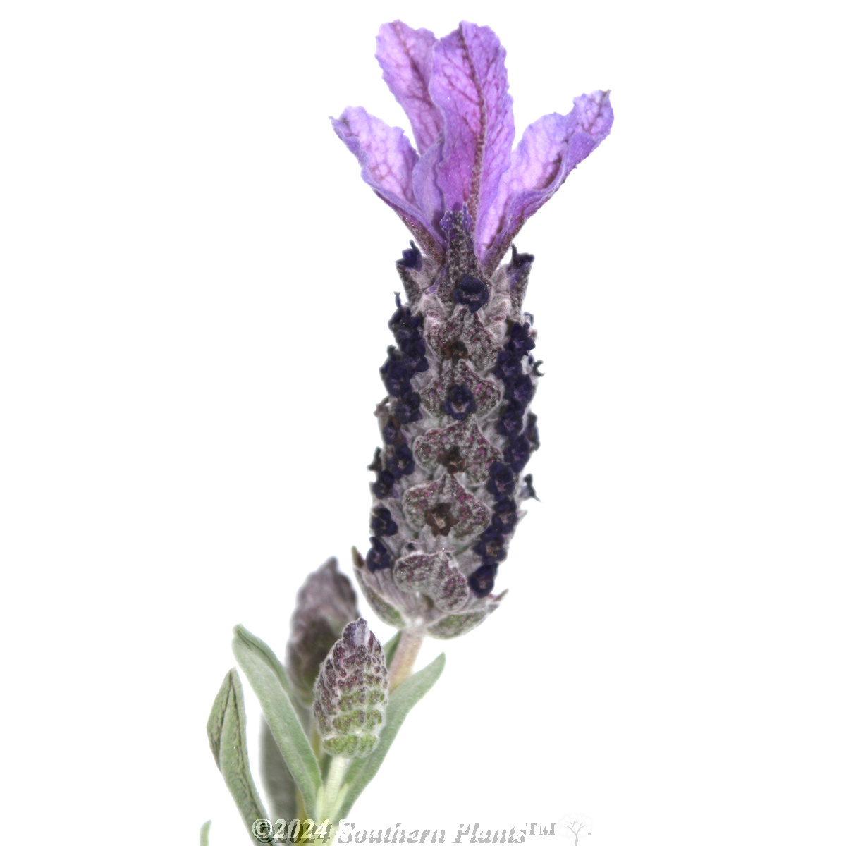 Lavandula Silver Posie Purple