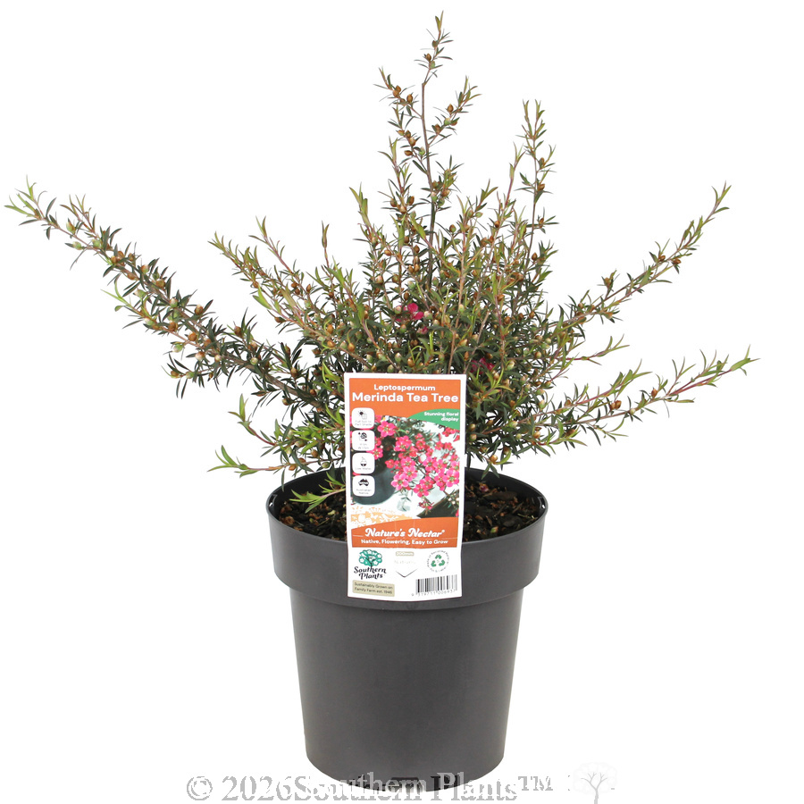 Merinda Tea Tree