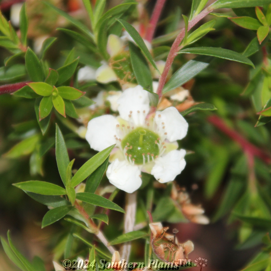 White Wave Tea Tree