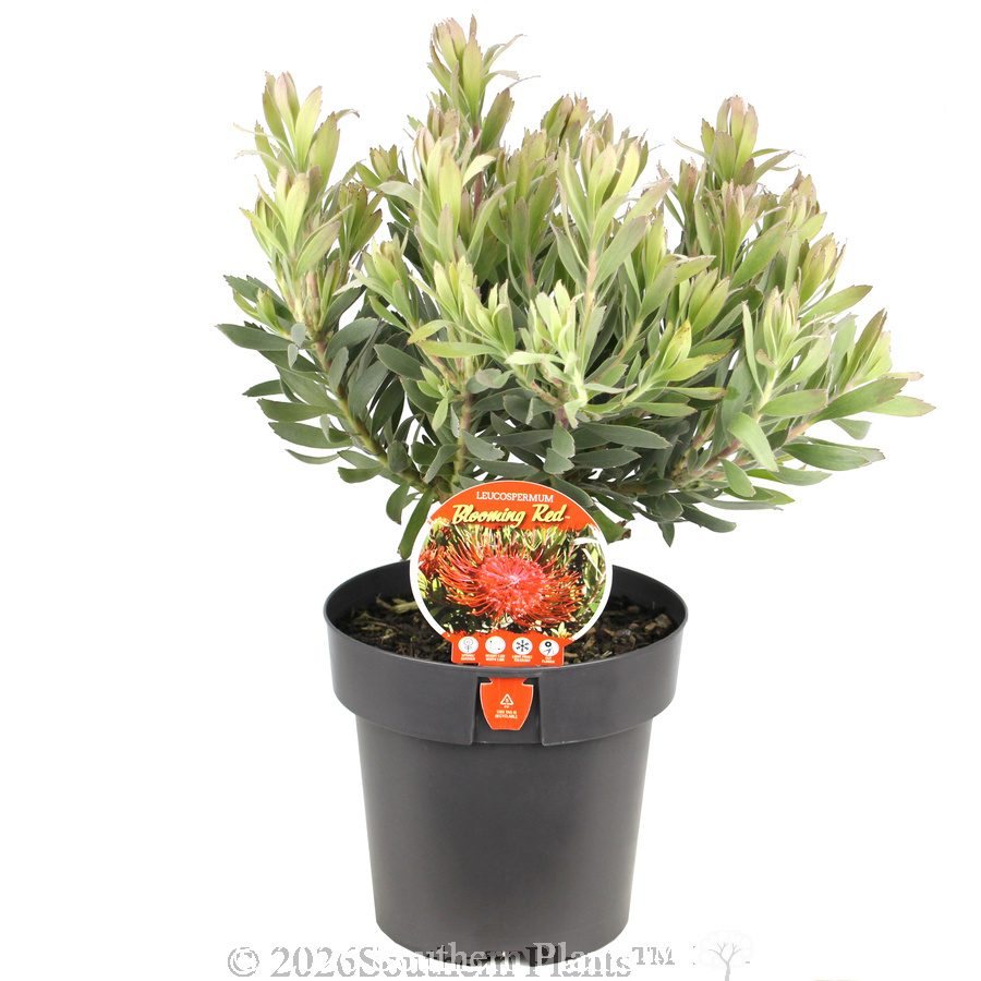 Leucospermum Blooming Red