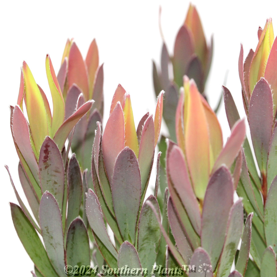 Leucadendron discolour