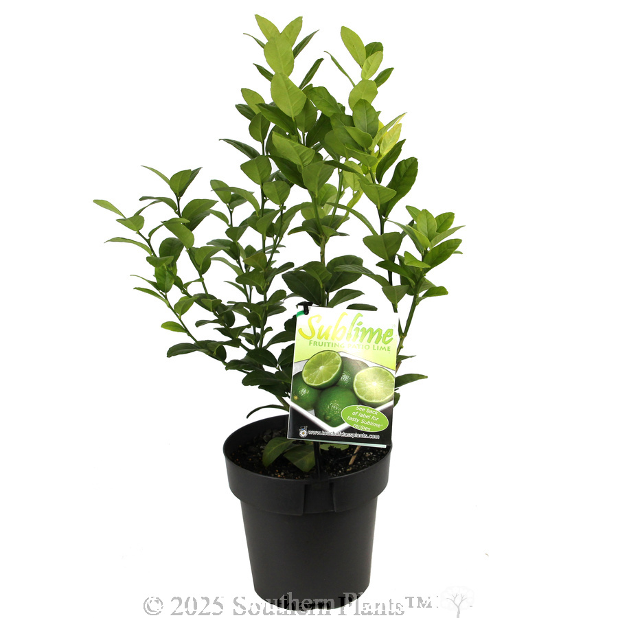 Lime Sublime