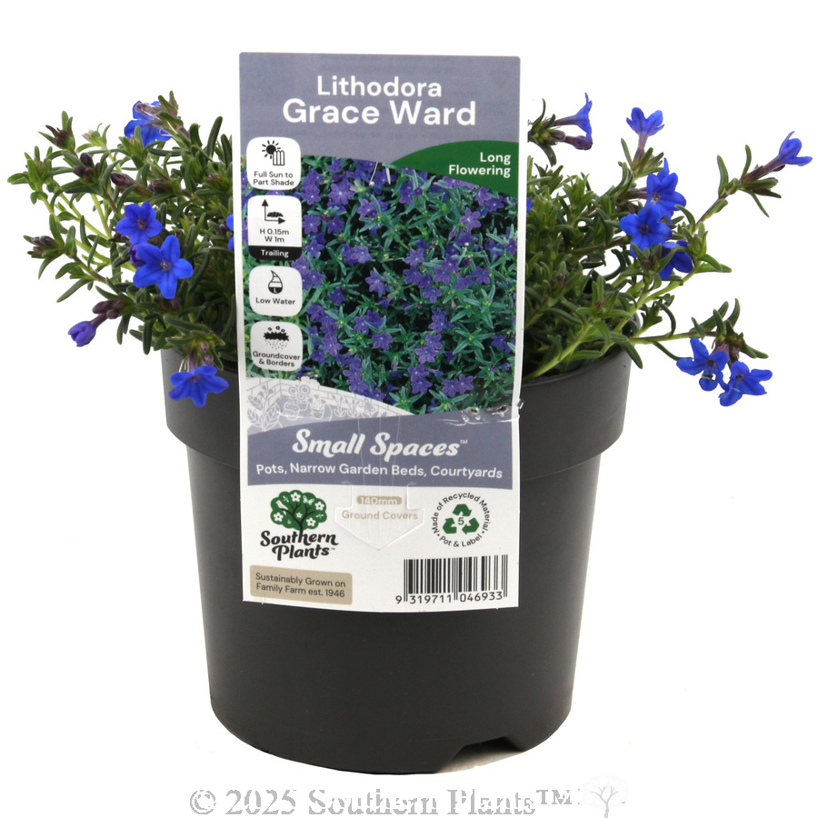 Grace Ward Lithodora