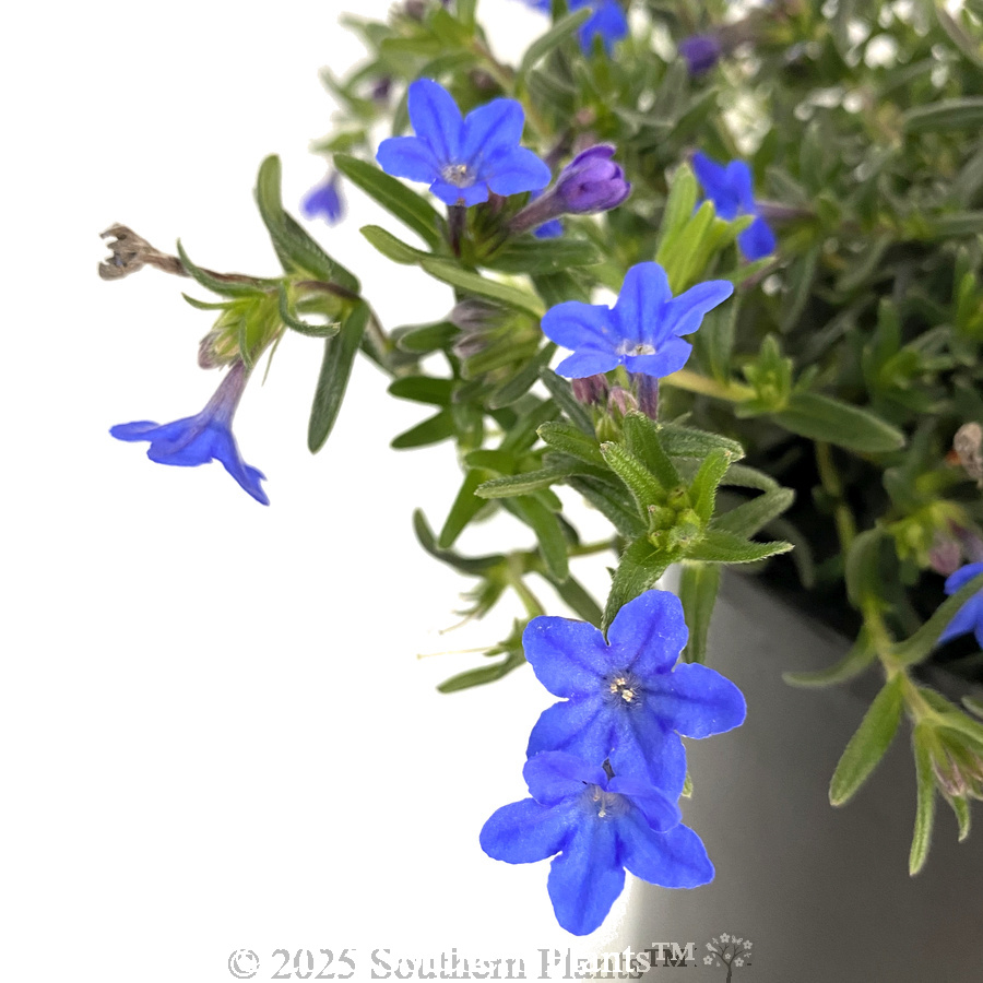 Grace Ward Lithodora