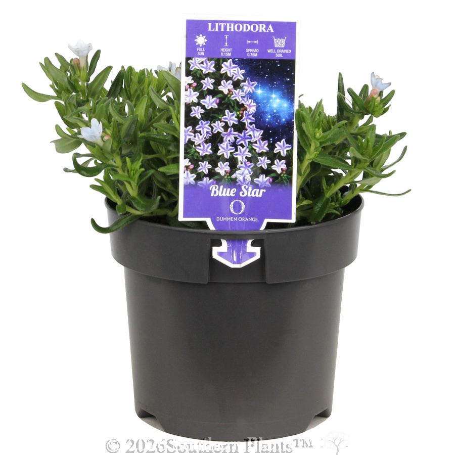 Light Blue Lithodora