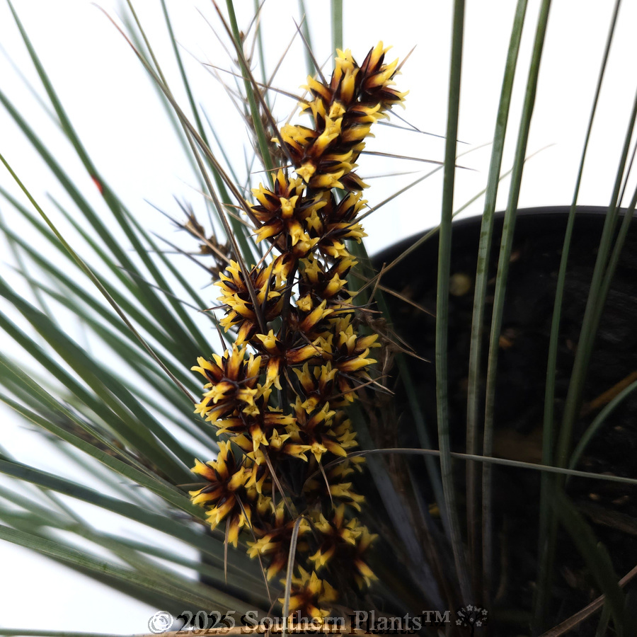 Bloomin' Bloo® Lomandra