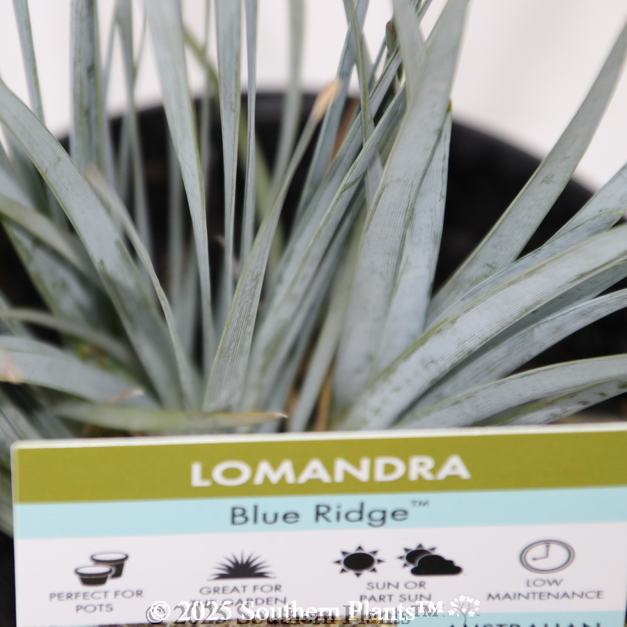 Blue Ridge™ Lomandra