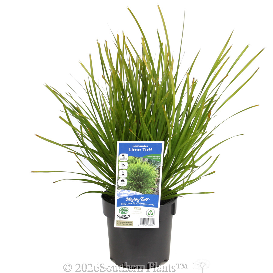 Lomandra Lime Tuff
