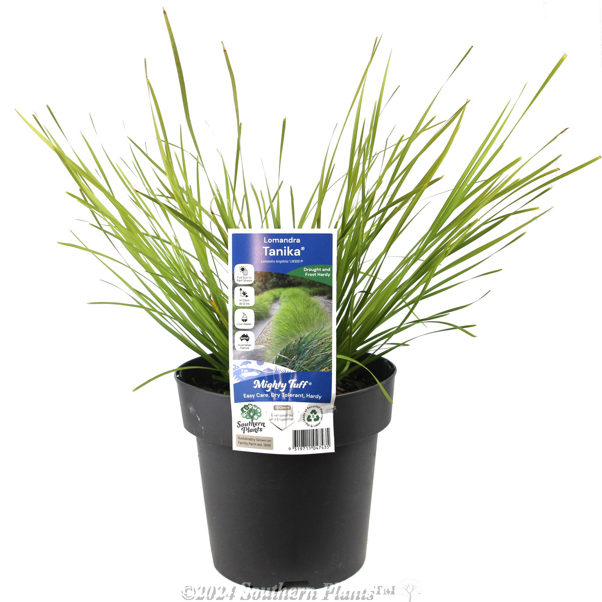 Lomandra Tanika®