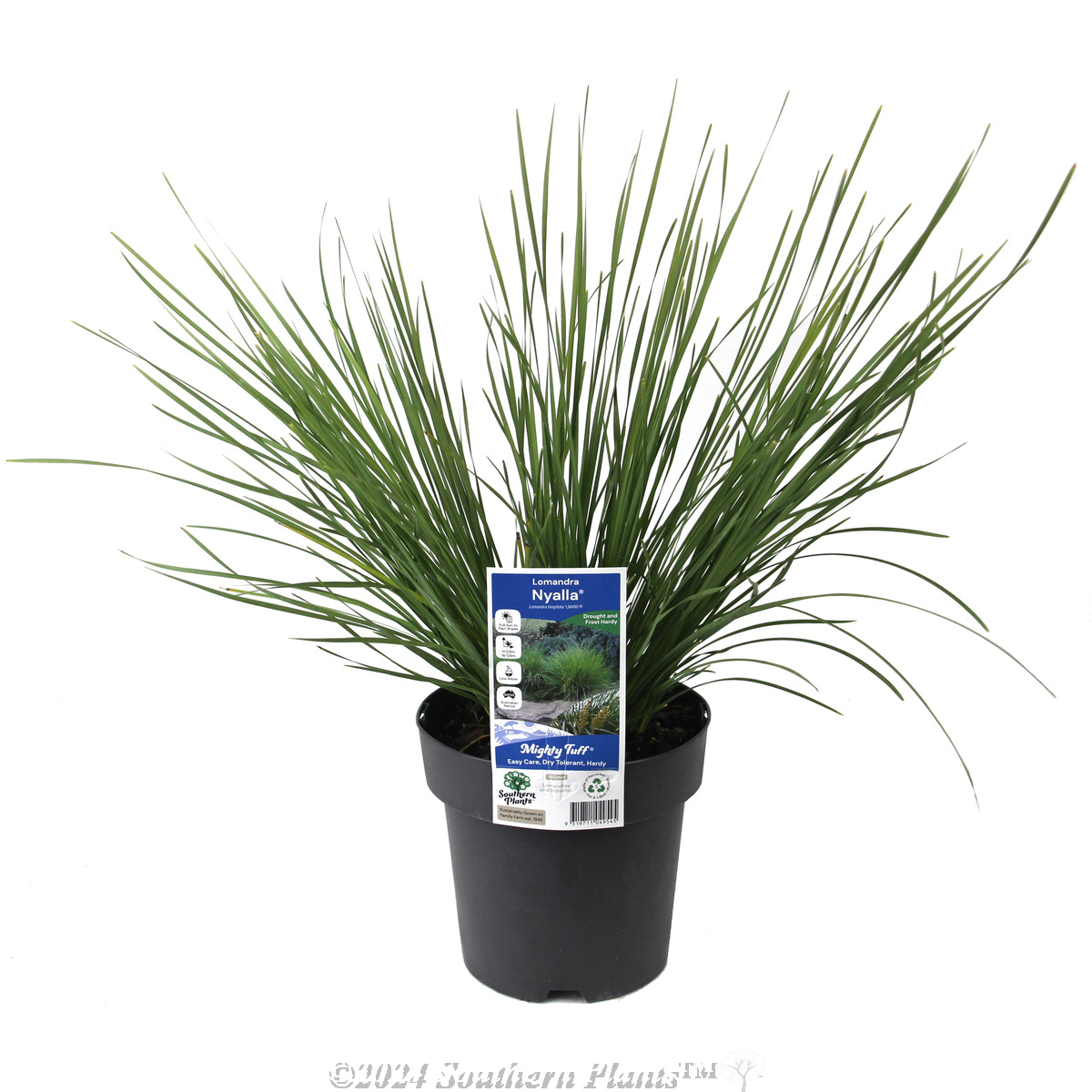 Lomandra Nyalla