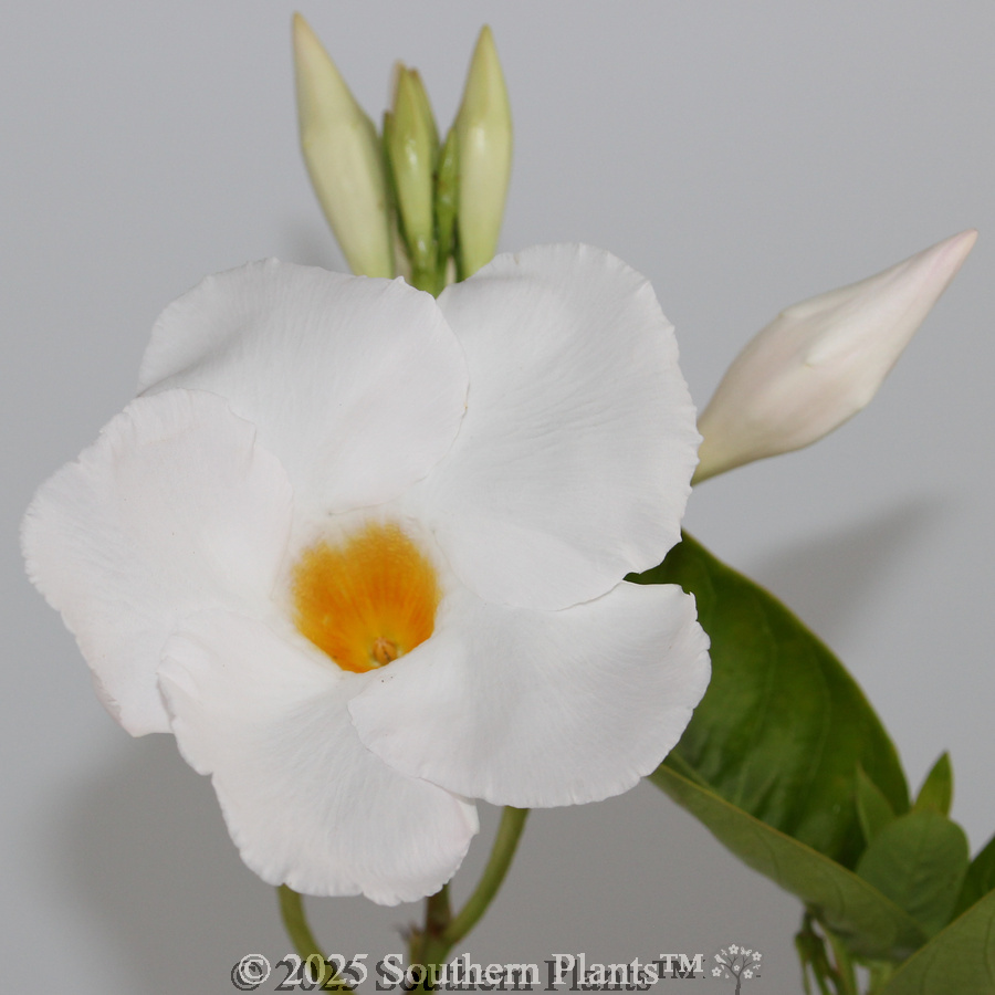 Mandevilla Diamantina Agathe White