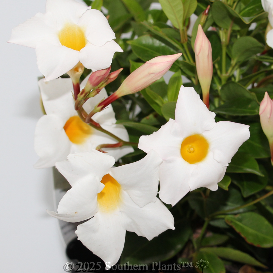 Mandevilla Aloha White