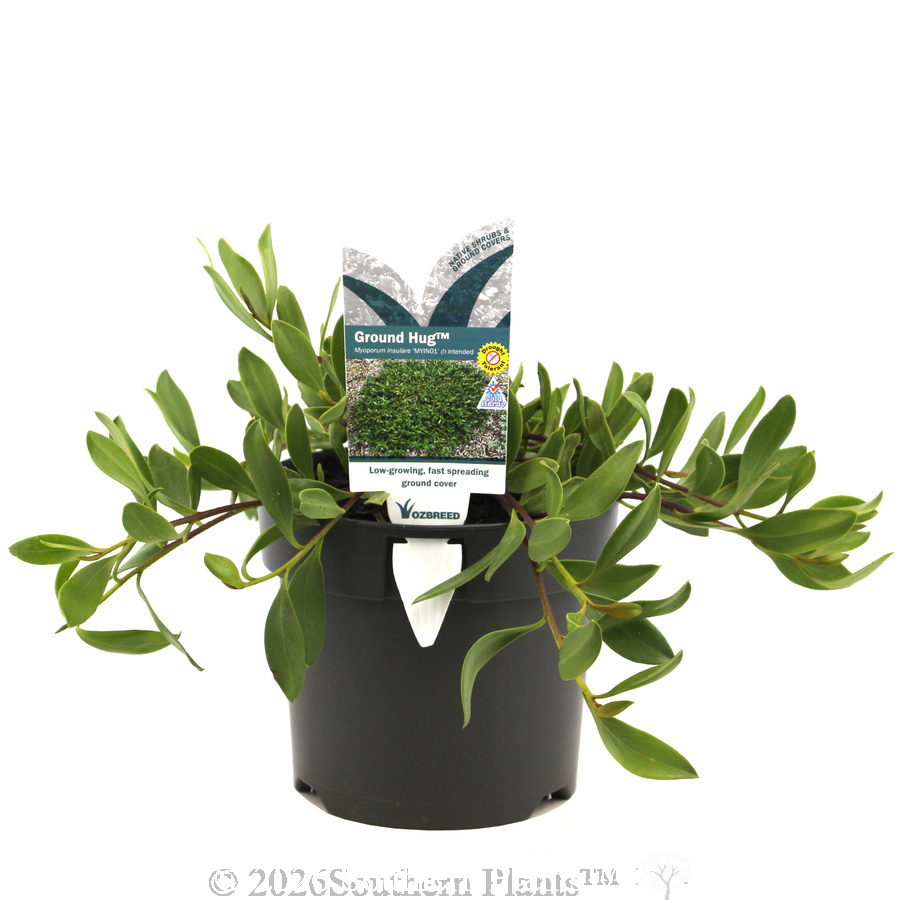 Myoporum Ground Hug™