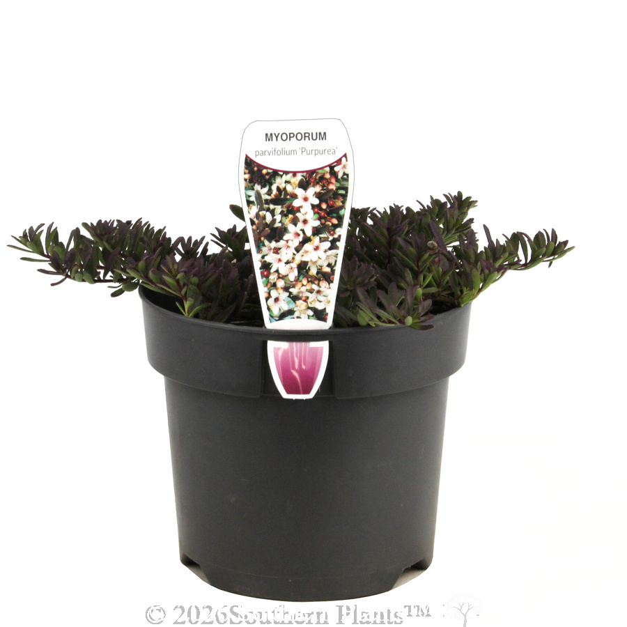 Purple leaf Creeping Boobialla
