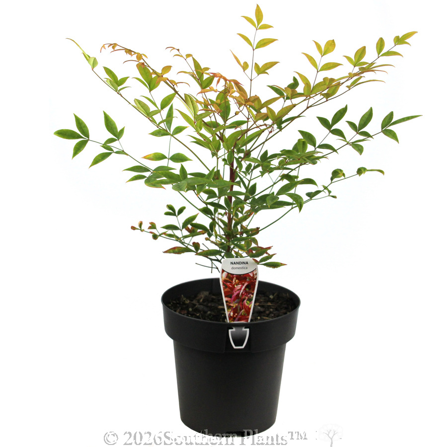 Heavenly Bamboo