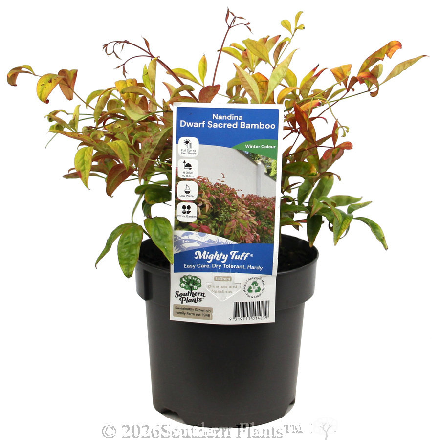 Dwarf Sacred Bamboo