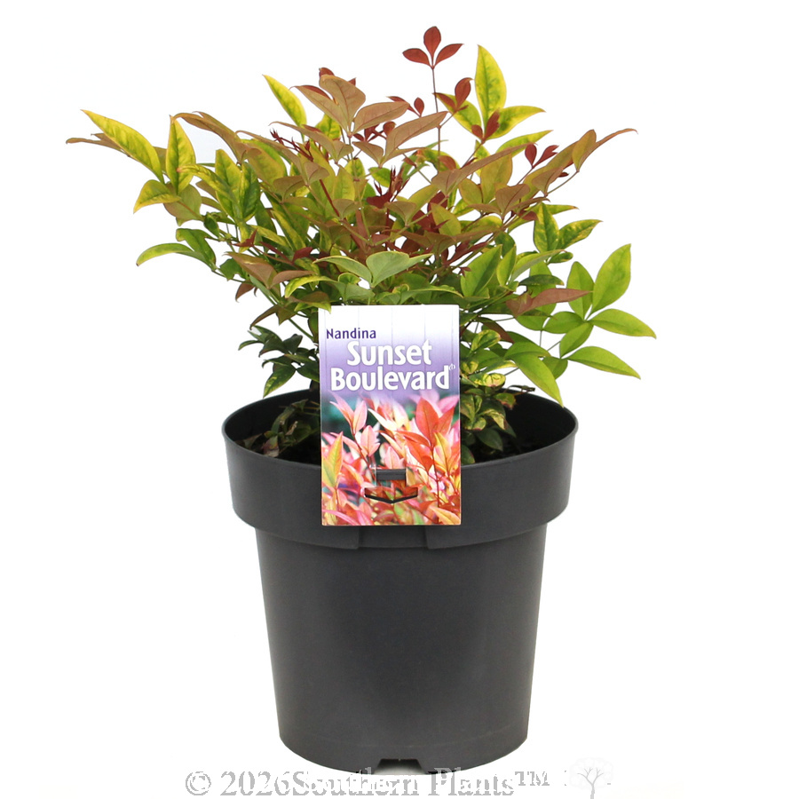 Nandina Sunset Boulevard