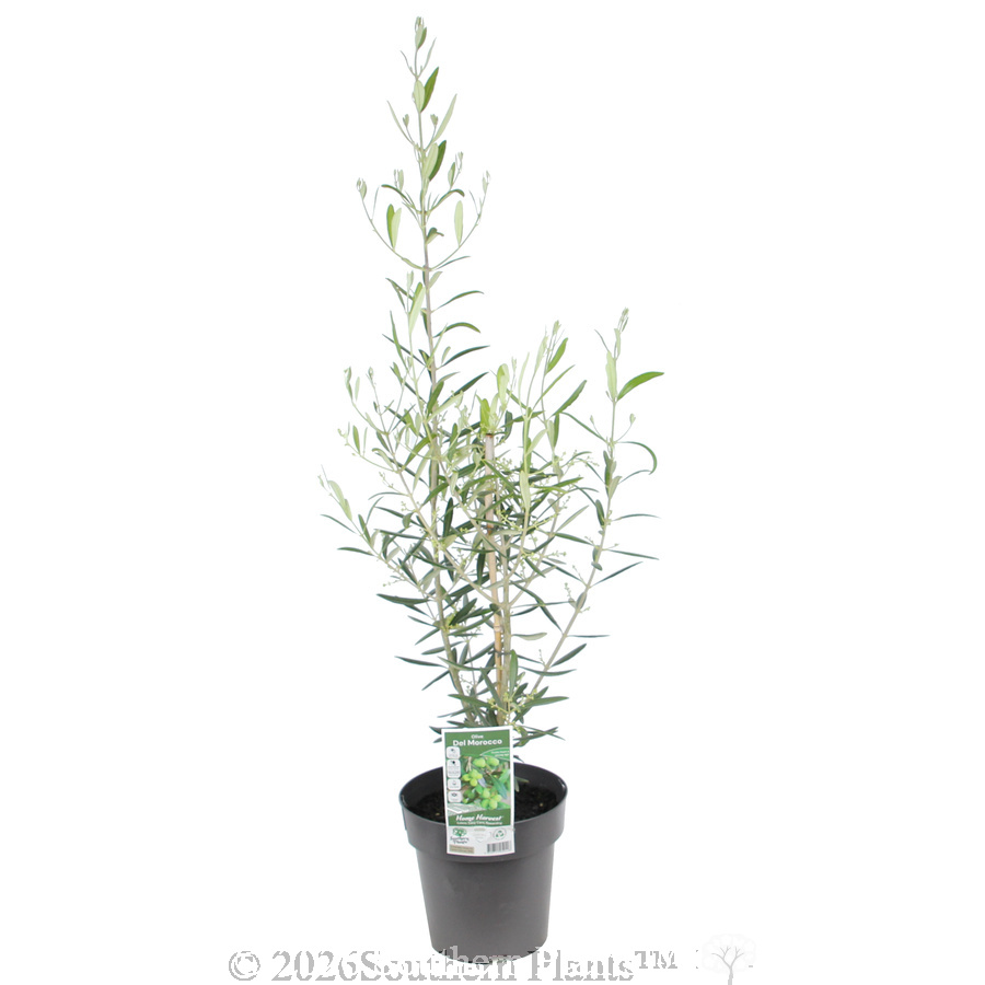 Del Morocco Olive