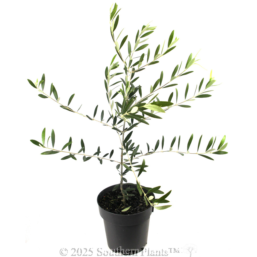 Kalamata Olive