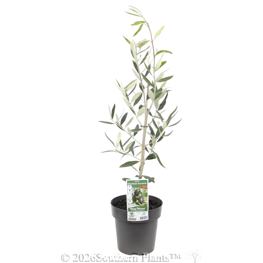 Kolossus Olive