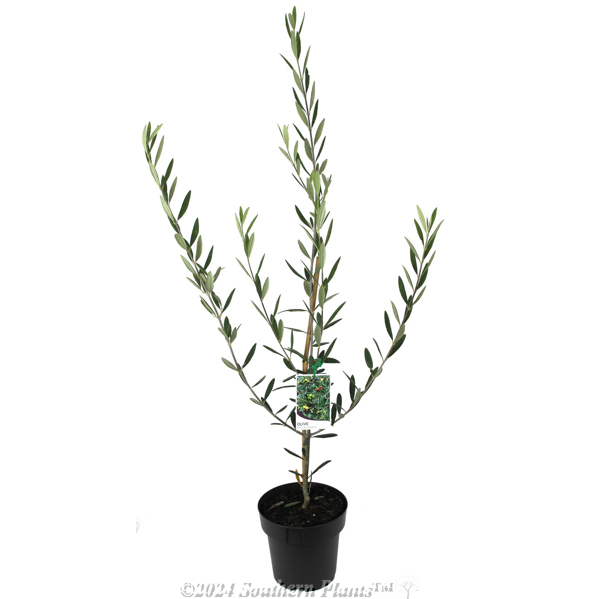 Manzanillo Olive