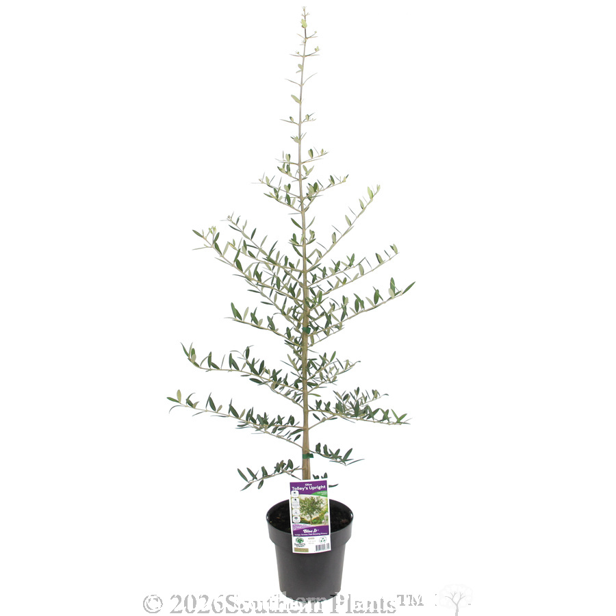 Olive Tolley's Upright