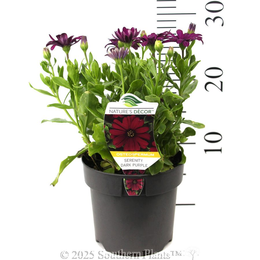 African Daisy