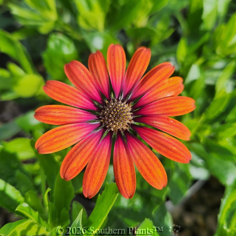 African Daisy