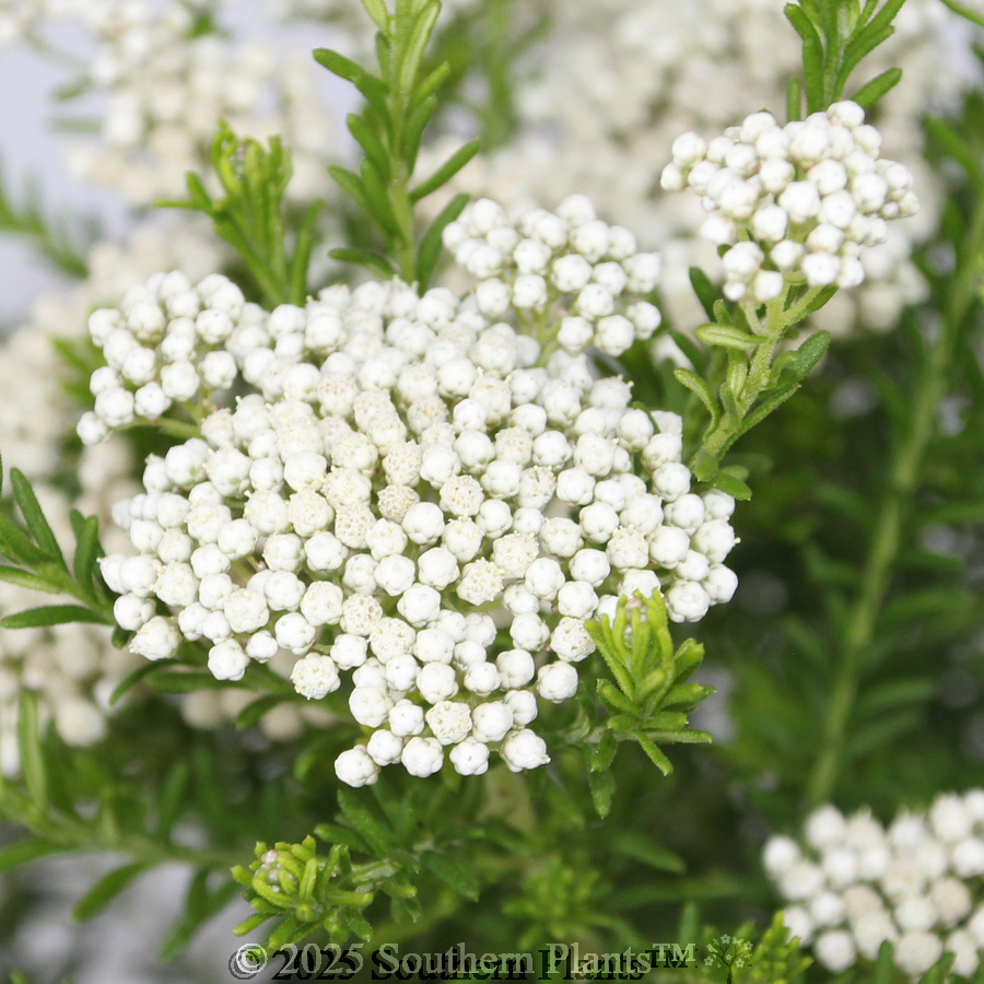 Sago or Rice Flower