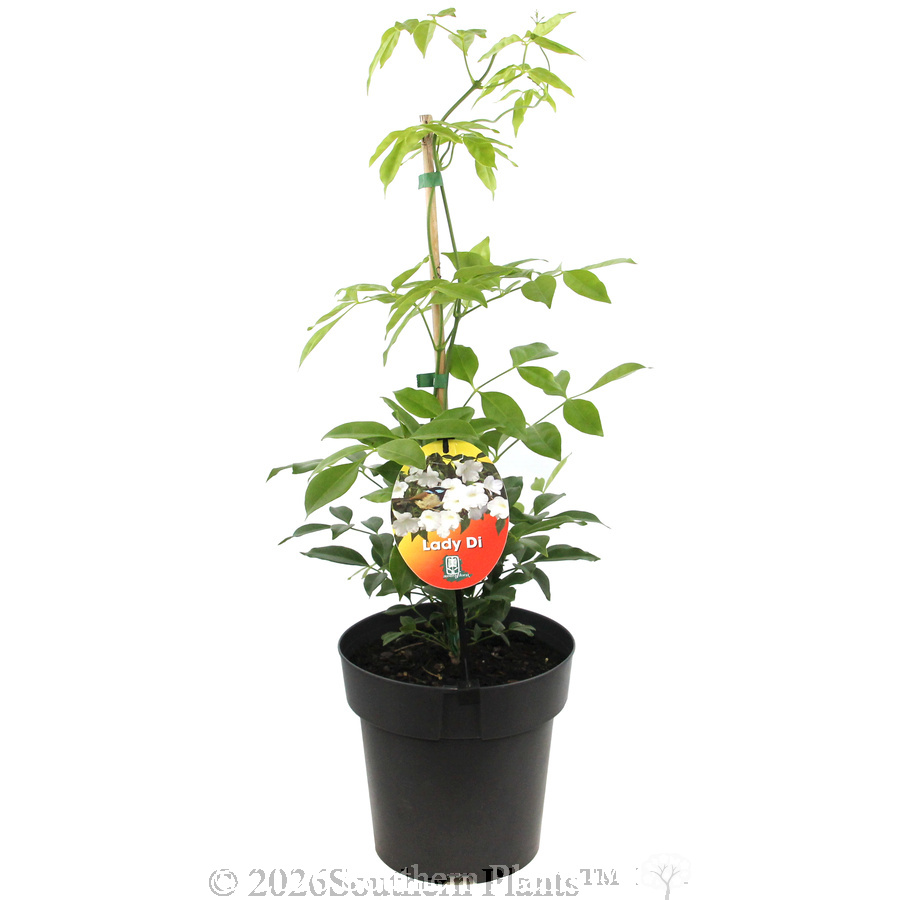 Wonga Vine