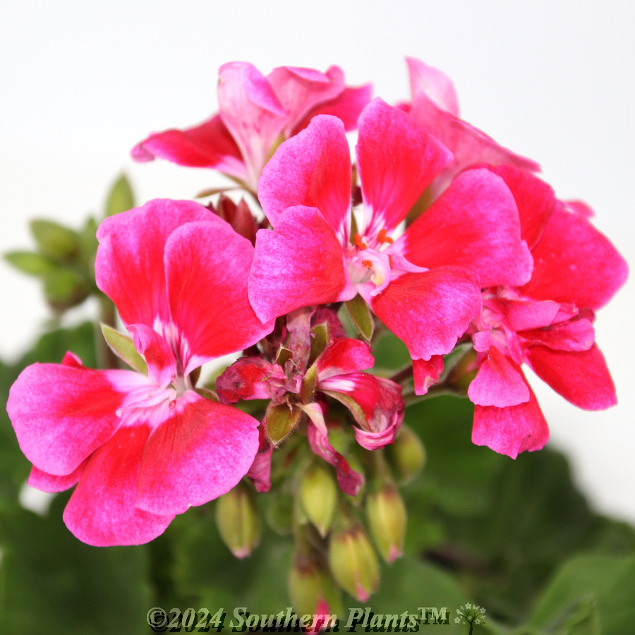 Geranium Zonal Assorted