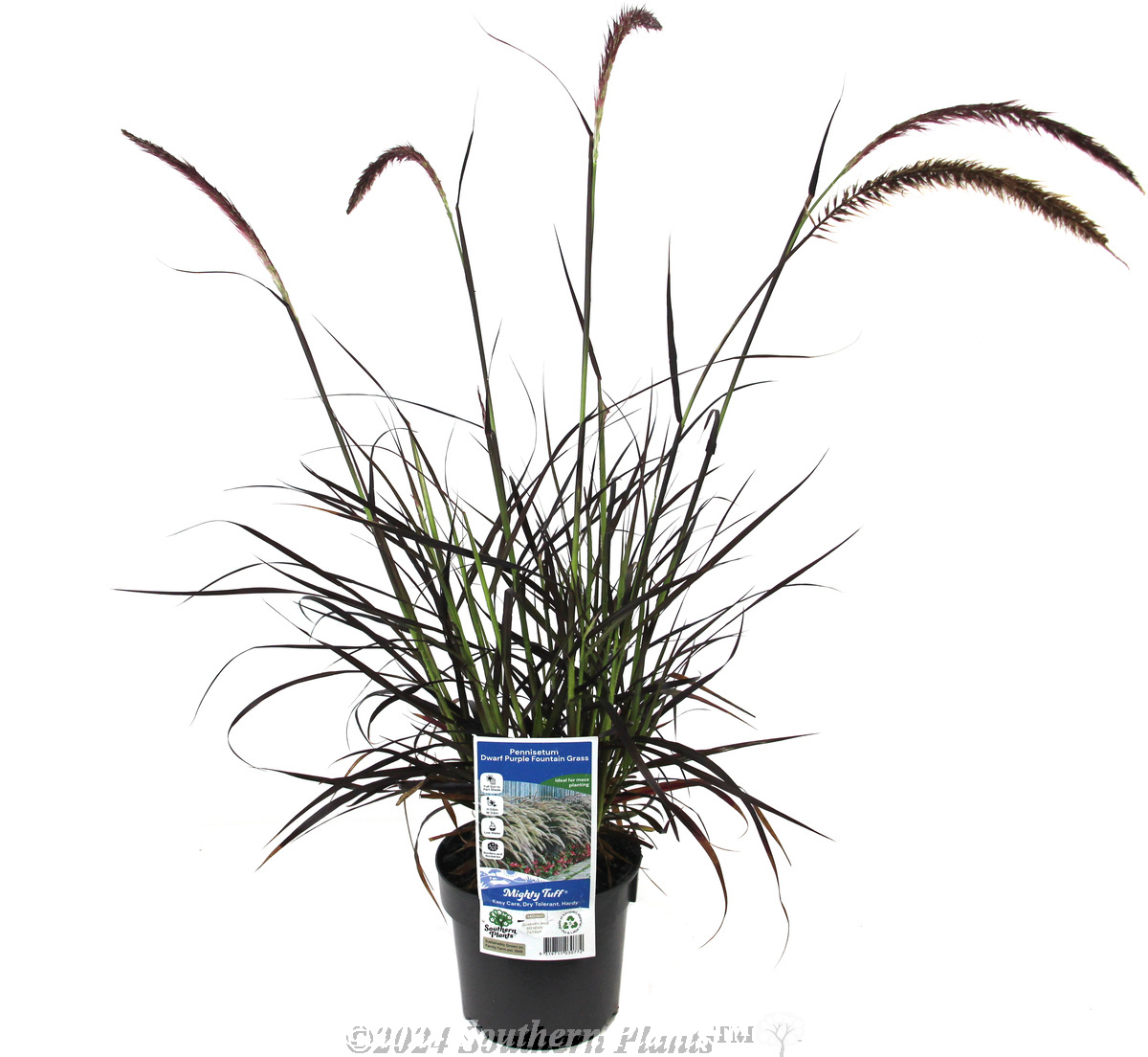Dwarf Purple Fountain Grass
