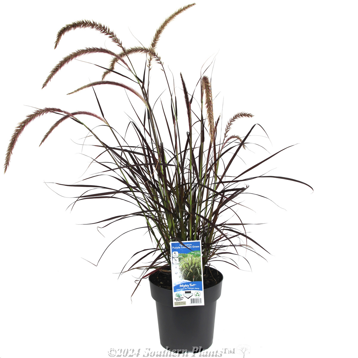 Dwarf Purple Fountain Grass