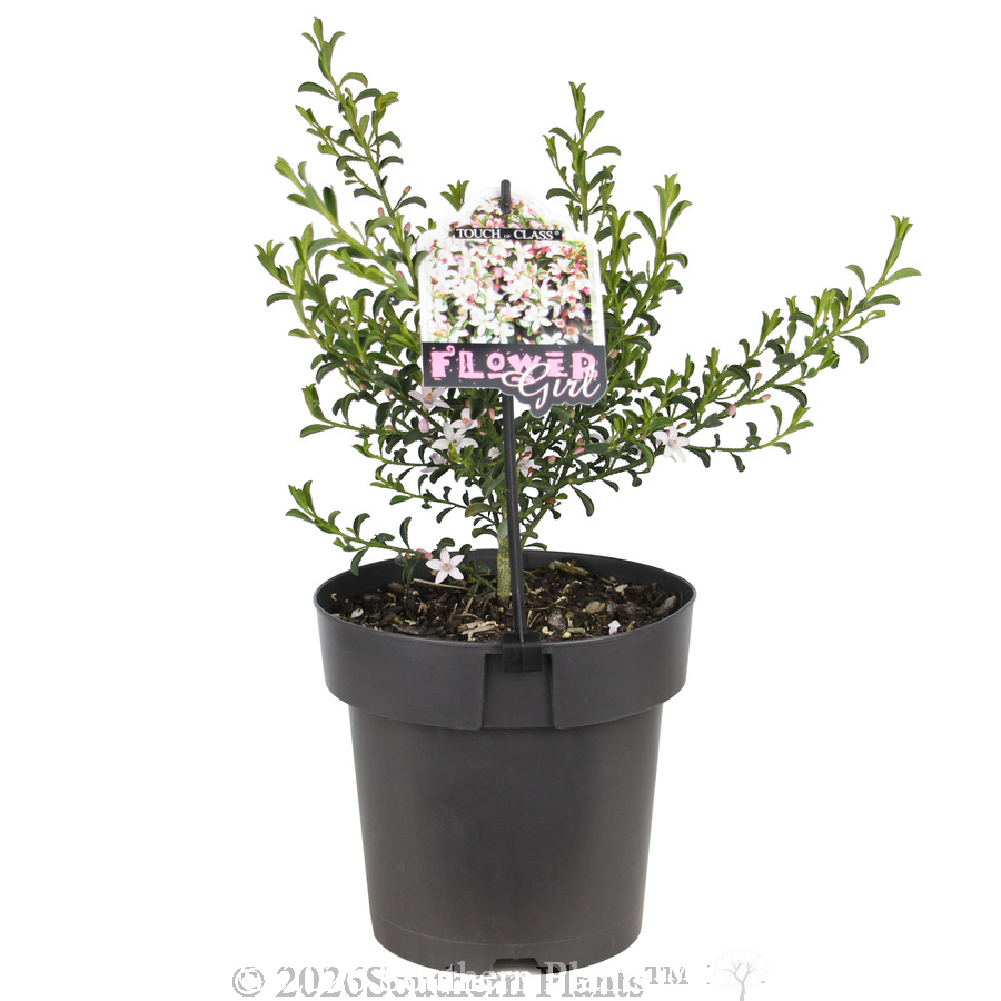 Waxflower Flower Girl
