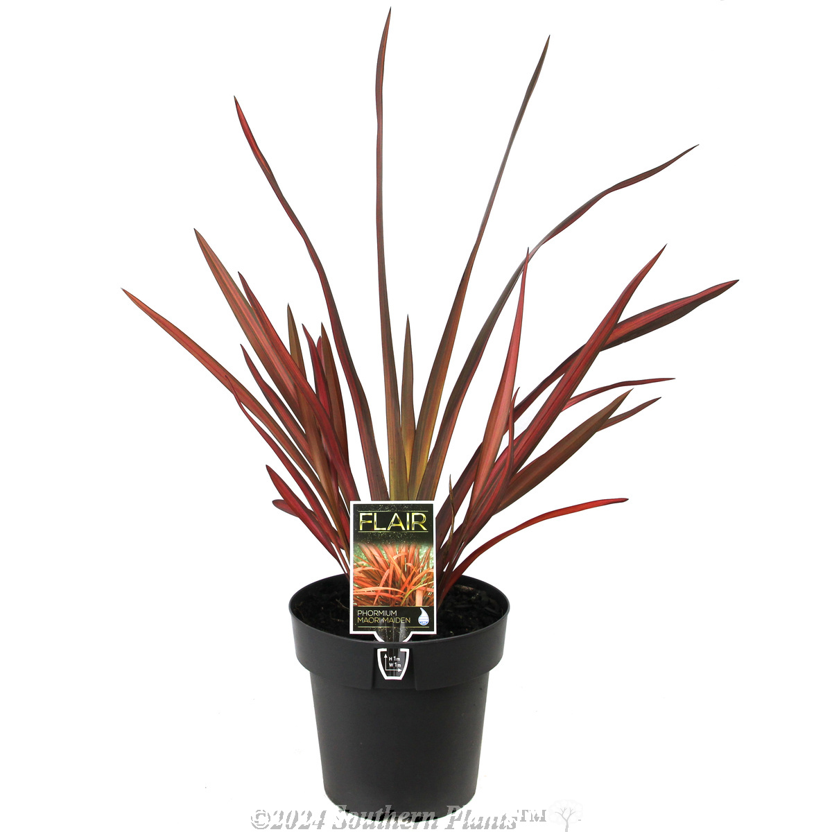 Phormium Maori Maiden